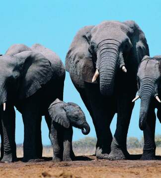 Family and Friends - Lodge-Safari in Südafrika